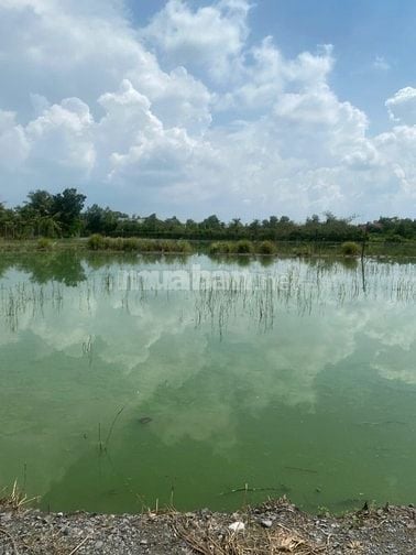 đất MT gần chợ gò đen bến lức full thổ 5x23m giá chỉ 13tr/m2