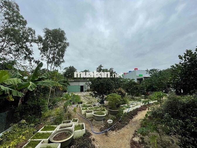 Bán nhà vườn khủng kiệt Khái Tây 2, có QH mở đường 7,5m