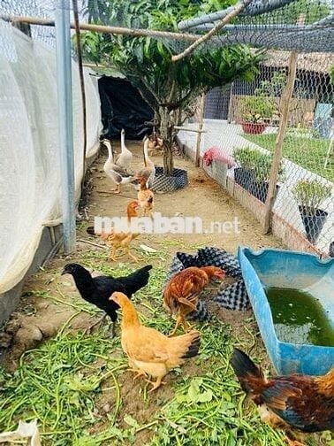 BÁN NHÀ VƯỜN 1.200M2– LÔ NHÌ– PHƯỚC LẠI, LONG AN- GIÁ NHỈNH 4 TỶ