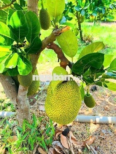 🔥 NGỢP NGỢP !! BÁN VƯỜN CÂY ĂN TRÁI  LÁNG DÀI, ĐẤT ĐỎ  GIÁ 1TY380