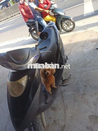 SYM Attila Đen còn zin