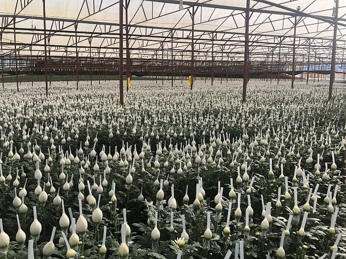 Kinh doanh vườn hoa cho thuê đầy đủ thiết bị có sẵn