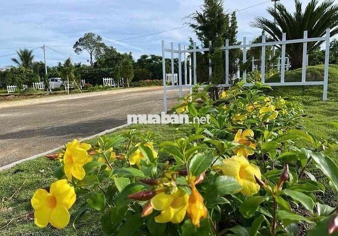 Lô đất thổ cư 550tr Rào sẳn cây ăn trái Lộc An