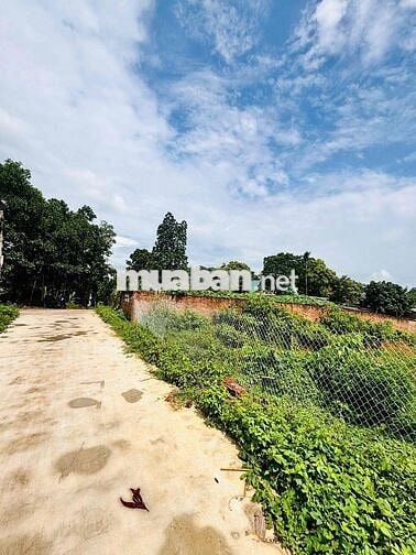 BÁN ĐẤT THANH BA PHÚ THỌ 1000m