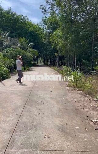 Bán gấp nhanh lô đất trường tiểu học Tân Hiệp 338m2 100m2 thổ cư 530tr