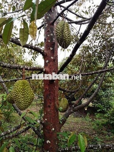 2000m2 vườn sầu riêng chơm chơm cạnh KCN Dầu Giây,ngay ngã tư Dầu Giây