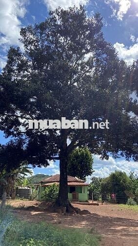 Bán vườn trái cây tại Thống Nhất diện tích  1200m2 chỉ 995 triệu