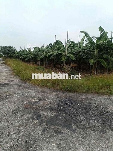 Đất 100m2 ngang 5m MT đường 12m Đồng Hải, An Hưng 1,24 tỷ