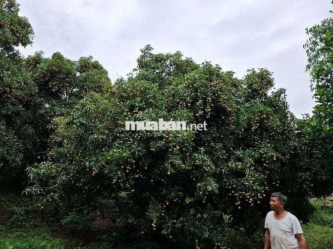 BÁN NHÀ NGHỈ DƯỠNG VIEW HỒ – 3000 M² TẠI BA VÌ, HÀ NỘI