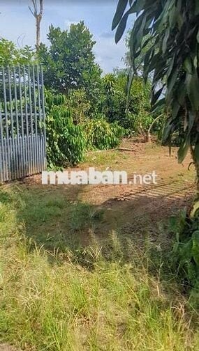 Bán đất vườn 2 mặt tiền 300m² thổ cư, nhà sẵn, vườn cây đang thu hoạch