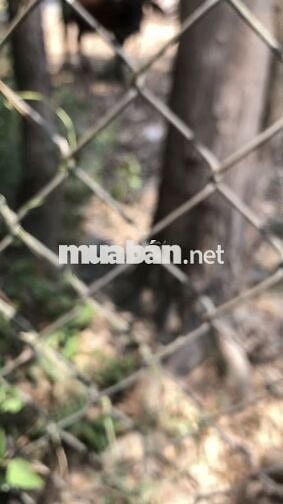 Đất thổ cư 104m2 tại xã Tuy Phước Tây, Gia Lai (thuộc Bình Định cũ)