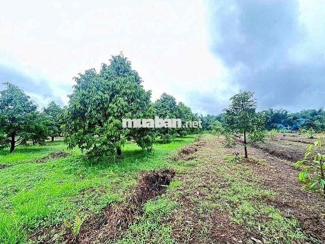 bán đất đang có sẵn cây sầu riêng