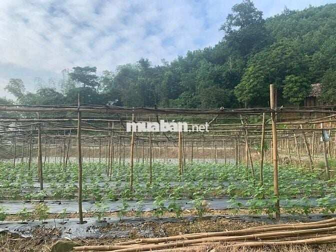 SỞ HỮU NGAY SIÊU PHẨM 7HA NGHỈ DƯỠNG TẠI KIM BÔI HƠN 60KM TỪ HÀ NỘI!