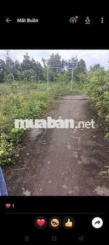 Bán đất đường ấp 8 Lọc Điền Lọc Ninh Bình Phước, 1050M2 giá 600 triệu