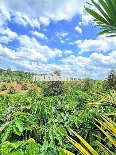 chính chủ gửi bán rẫy nguồn thu mạnh gần đường tránh Buôn Hồ Giá Rẻ