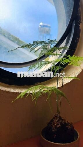 Phòng áp mái siêu chill trong căn biệt thự sân vườn