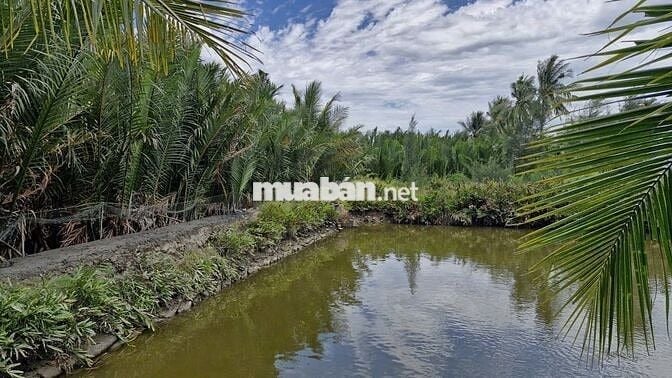 Chính chủ bán đất Cẩm thanh, Hội an, diện tích 532 m2, full thổ cư