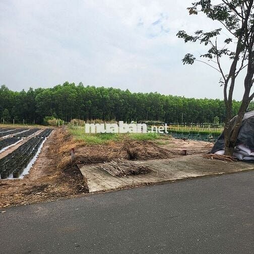 Bán đất kinh doanh gần cổng chính kcn Đất Đỏ 190.5m2