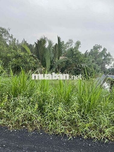 cần bán mặt tiền đê bao xông vàm cỏ, đối diện bên sông là cần đước