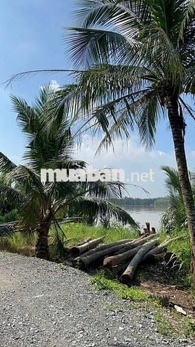 222m² đất vườn ven sông Cửa Tiểu – giá chỉ 160 triệu! 🌿🍍🌱