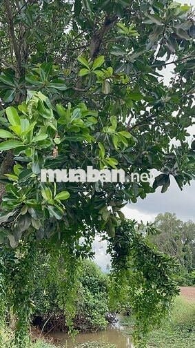 Đất 373m² có quy hoạch thổ cư, giáp rạch đẹp – giá chỉ 190 triệu