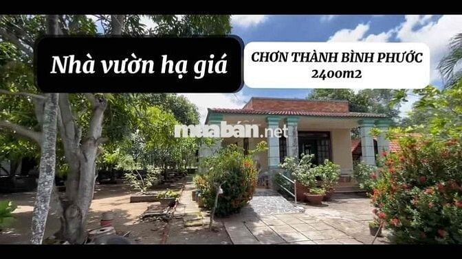 BÁN GẤP NHÀ VƯỜN 2400m² TẠI CHƠN THÀNH – BÌNH PHƯỚC