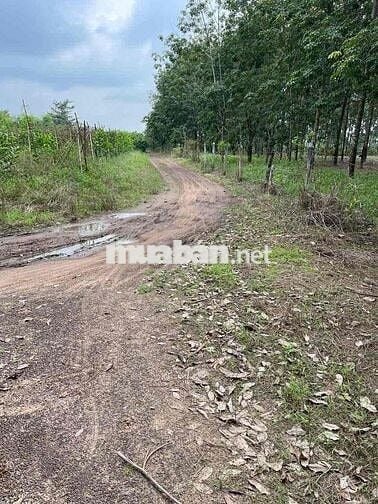 CHỦ GỬI ĐẤT LÀM KHO XƯỞNG TẠI TÂY NINH