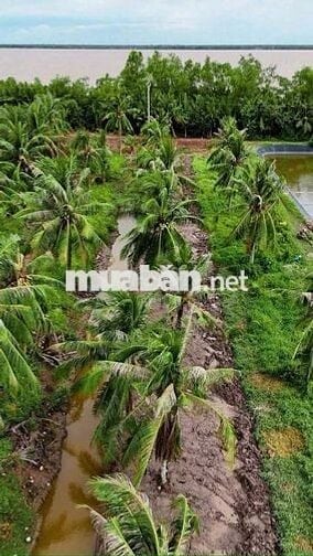 280 Triệu/1.000m² – Cơ hội đầu tư đất vườn ven sông hiếm có 🌴🌊
