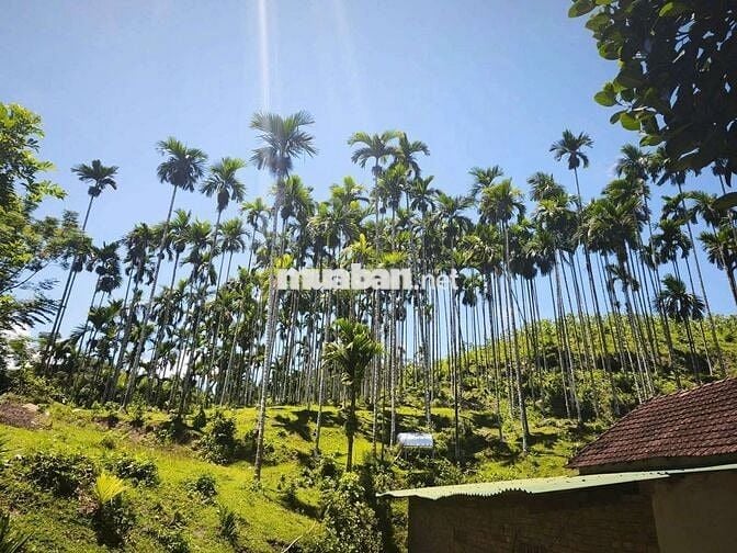 Bán Hót nhất rẻ nhất đẹp nhất 12000m2 đất CLN có 750 cây cau đã  thu