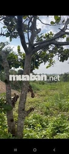 1.7ha đất vườn quá rẻ, cao ko ngập view Sông