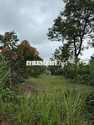 Bán đất nông nghiệp thuộc quy hoạch trang trại chăn nuôi