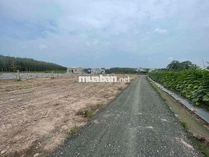 Đất gần KCN Hiệp Thạnh Gò Dầu gia chỉ 260tr