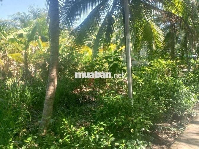 Đất vườn dừa tổng 3662m2, có 600m2 thổ cư,mặt tiền đường lộ đan