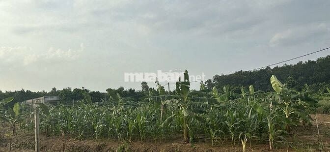 CẦN BÁN ĐẤT NÔNG NGHIỆP, Ô TÔ TỚI NƠI – TÚC TRƯNG, ĐỊNH QUÁN, ĐỒNG NAI