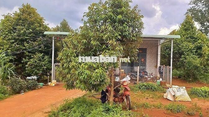 🌿 Bán 3000m2 nhà vườn sầu riêng Gia Kiệm, đất đỏ bazan, giá 1.3 tỷ/sào