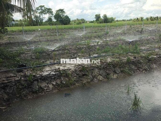 Đất ở liền đất đã lên vườn Núi Sập