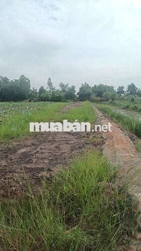 Bán đất sổ riêng 1700m xã Tân Bình Tân thạnh Long An giá 500tr