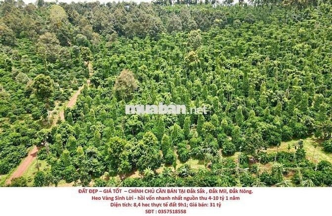 ĐẤT ĐẸP GIÁ TỐT CHÍNH CHỦ CẦN BÁN Lô Đất Tại Đắk Sắk,Đắk Mil,Đắk Nông