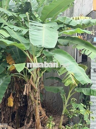 ông anh cần bán đất đường phước tường 5 , khu bộ đội