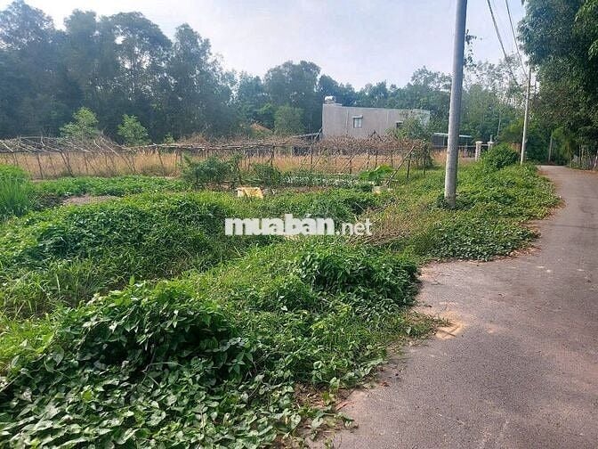 Gia đình cần bán lô đất SHR 335m2 cách trung tâm TP Bến Cát 700m