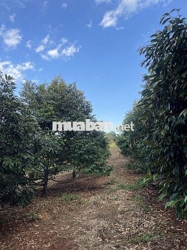 Đất Rẫy Sầu Riêng + Cao Su Ở Phường Bình Phước (Tp. Đồng Xoài Cũ)