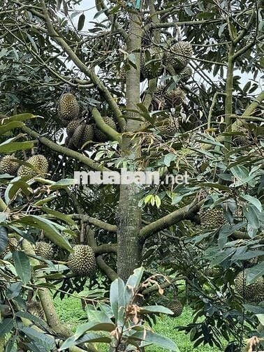 BÁN GẤP LÔ RẪY FULL SẦU THÁI NĂM 8, SÁT NGAY BỆNH VIỆN MỚI BUÔN HỒ