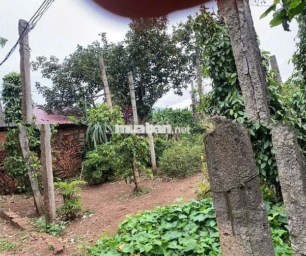 Chính chủ cần bán gấp đất "nở hậu" khủng (32mx70m) mặt tiền TL671