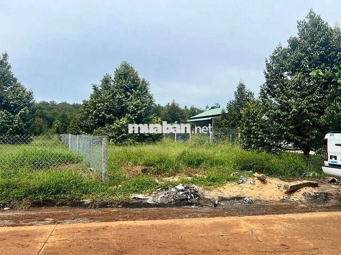 1.3 sào Sầu Thái được 11 gốc, đã thu 2 năm. Sản lượng tốt 366tr