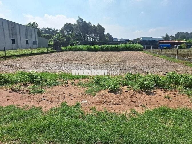 Đất ngộp ngân Tân Thông Hội 130m2 cách QL22 chỉ 450m. Giá 560 triệu