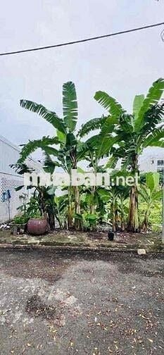 BÁN ĐẤT THỔ CƯ-NGUYỄN VĂN TẠO- HẺM XE TẢI -NHÀ BÈ . GIÁ 3.TỶ2   💥Diện