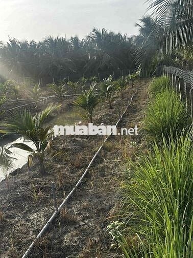 ĐẤT THO GIÁ RẺ VÀNH ĐAI LỢI BINH NHON