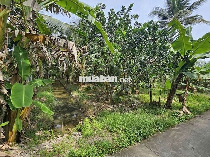 Đất vườn nghỉ dưỡng Phú Khương mới 3,6 công