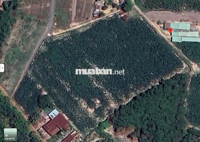 Bán trang trại khu nghỉ dưỡng tại Cầu Khởi, DMC, Tây Ninh