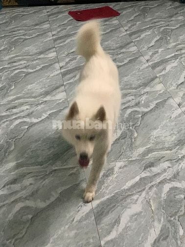 thú cưng không có thời gian chăm sóc 